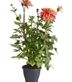 Dehner Terrassenpflanzen|Sommerblumen > Premium Dahlie
