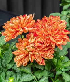 Dehner Terrassenpflanzen|Sommerblumen > Premium Dahlie