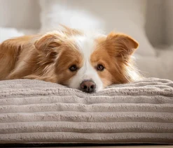 Dehner Premium Betten & Kissen|Hundekissen - Orthopädische Hundematratze Soyala, rechteckig, ca. B120/H15/T80 cm Taupe