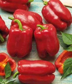 Dehner Gemüsesamen - Premium Samen Block-Paprika 'Bendigo F1'