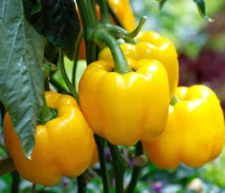 Dehner Gemüsesamen - Premium Samen Block-Paprika 'Fiësta F1'