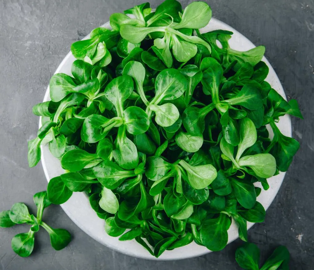 Dehner Gemüsesamen - Premium Samen Feldsalat 'Vit'