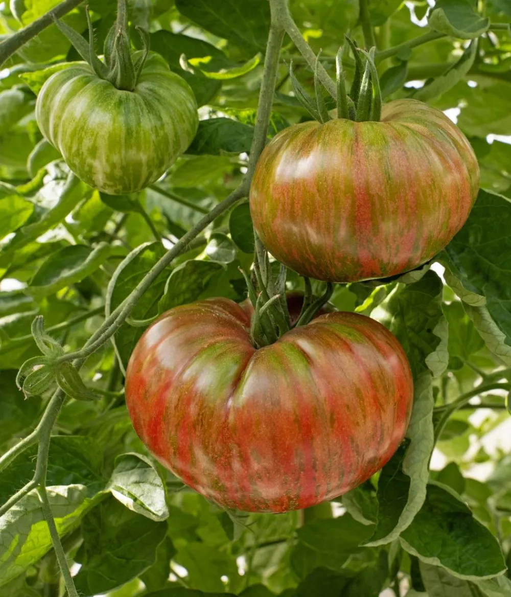Dehner Gemüsesamen > Premium Samen Fleischtomate 'Cherokee'