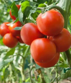 Dehner Gemüsesamen - Premium Samen Fleischtomate 'Fandango F1'