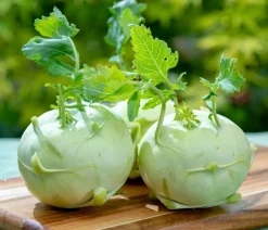 Dehner Gemüsesamen > Premium Samen Kohlrabi 'Neisse F1'