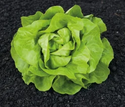 Dehner Premium Samen Kopfsalat 'Sylvesta' Hot