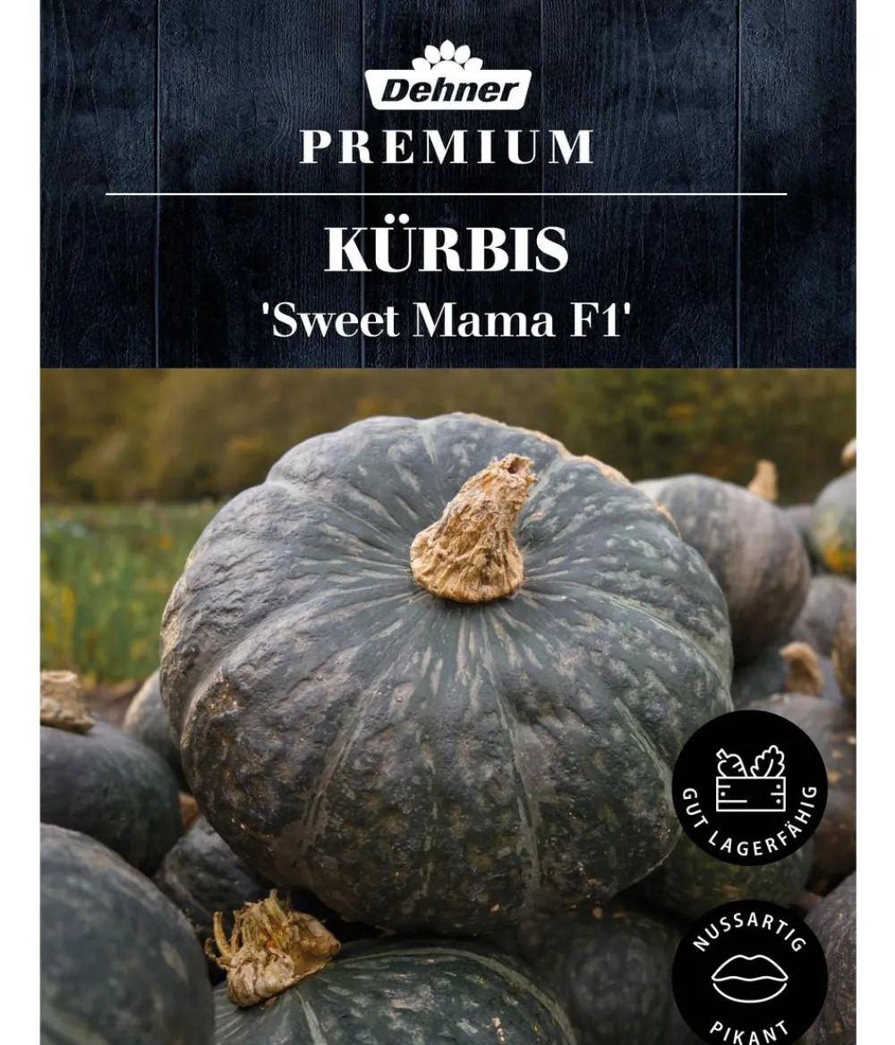 Dehner Premium Samen Kürbis 'Sweet Mama F1' Online