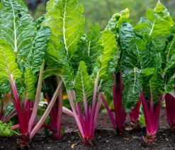Dehner Kräutersamen > Premium Samen Mangold 'Peppermint'