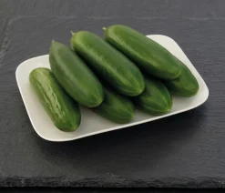 Dehner Premium Samen Mini-Gurke 'Kaikura F1' Best