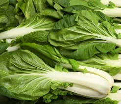 Dehner Gemüsesamen > Premium Samen Pak Choi 'Bopak F1'