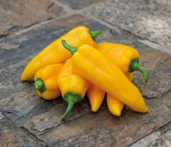 Dehner Premium Samen Spitzpaprika 'Ora Long' Online