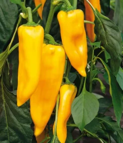 Dehner Gemüsesamen > Premium Samen Spitzpaprika 'Palladio F1'