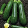 Dehner Premium Samen Zucchini 'Dunja F1' New