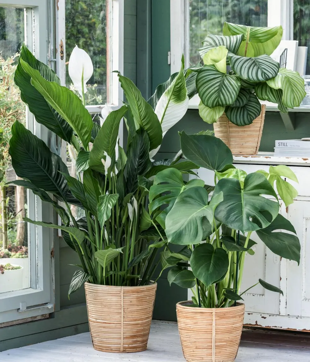 Dehner Rattan-Korb Bibek, konisch, Hellbraun New