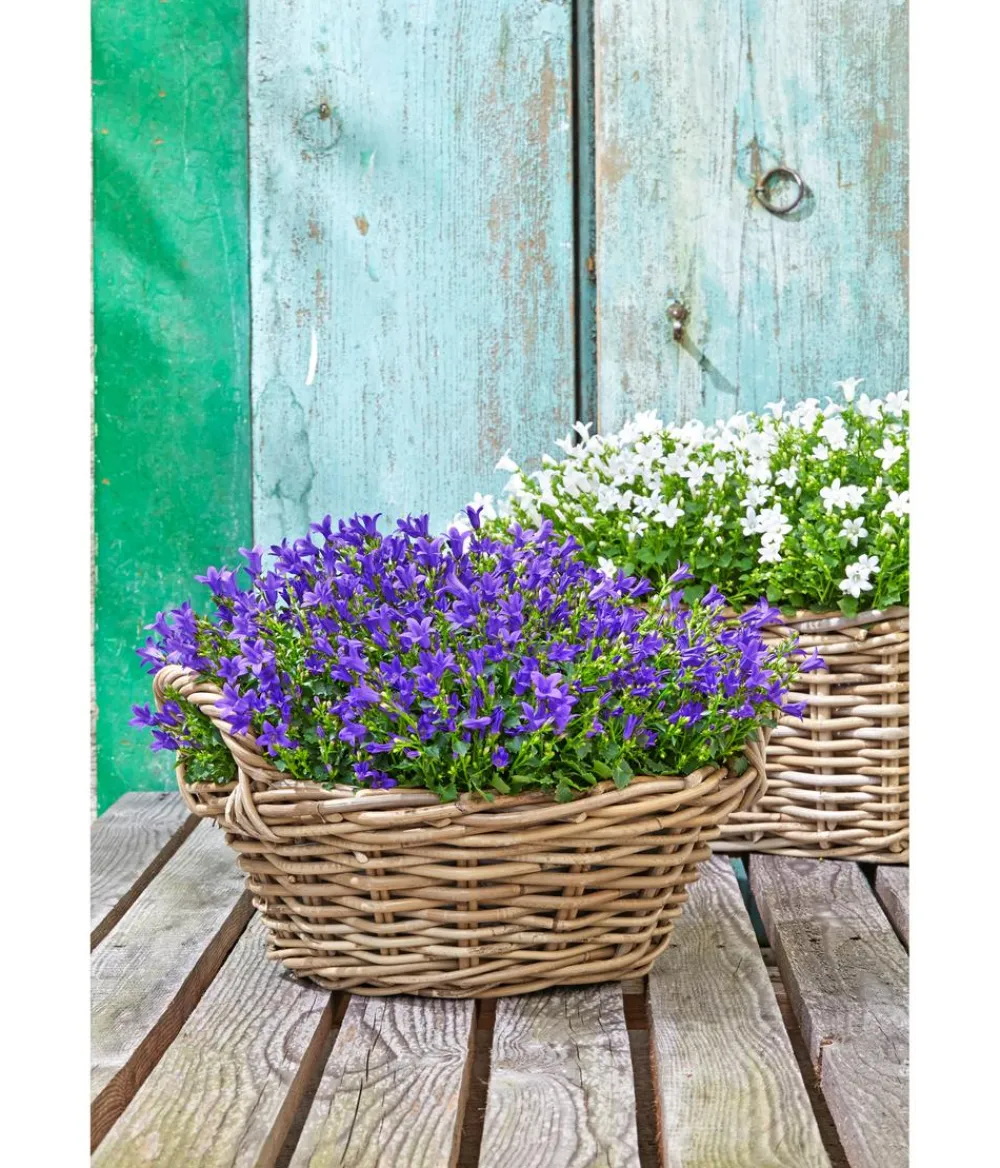 Dehner Mehr Gartendekoration|Blumenampeln & -Schalen - Rattan Pflanzschale mit Henkel, grau/ Braun