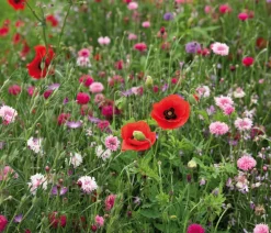 Dehner Blumensamen > Saatband Blumenmischung 'Rosa und Rot', L5 m