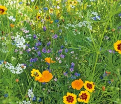 Dehner Saatband Blumenmischung 'Wildblumenwiese', L5 m Online