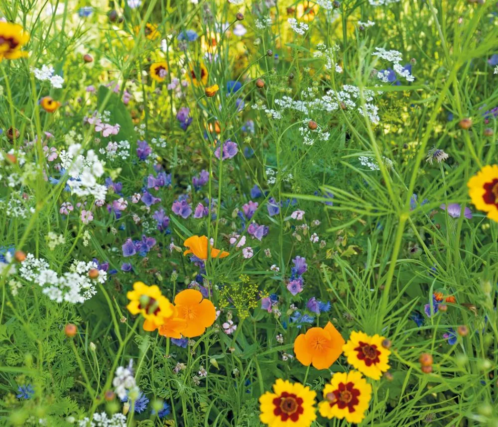Dehner Saatband Blumenmischung 'Wildblumenwiese', L5 m Online