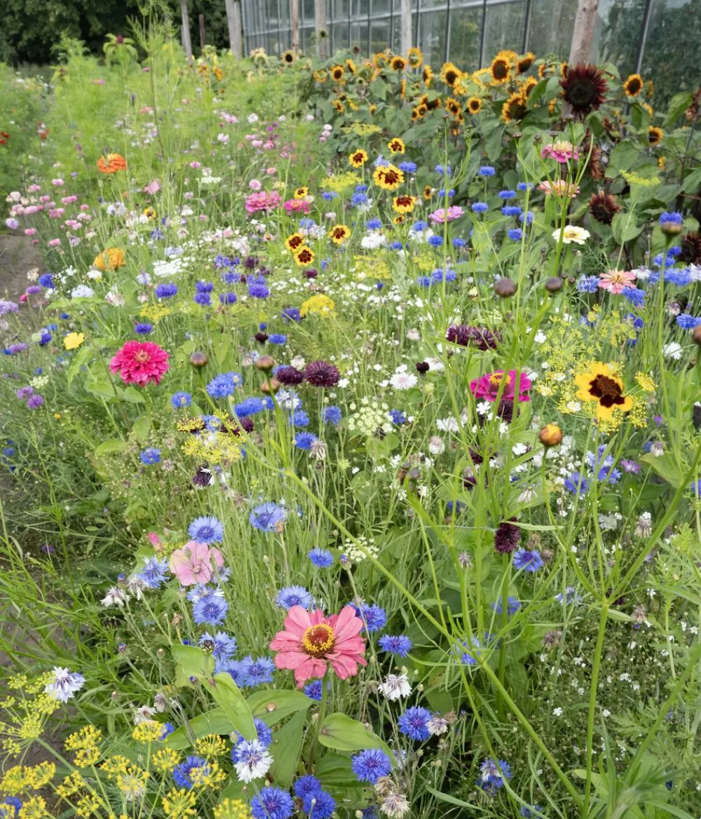 Dehner Blumensamen > Saatband Blumenmischung 'Buntes Bouquet", L5 m