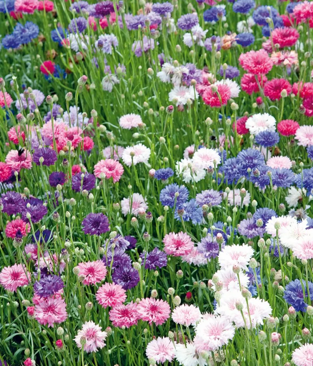 Dehner Blumensamen > Saatband Kornblume 'Gefüllte Mischung', L5 m