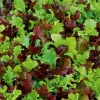 Dehner Gemüsesamen > Saatband Pflücksalat-Mischung 'Französische Gartenfreude', L5 m