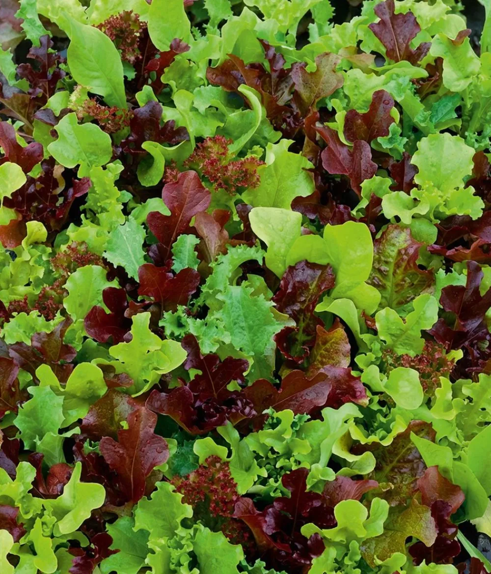 Dehner Gemüsesamen > Saatband Pflücksalat-Mischung 'Französische Gartenfreude', L5 m