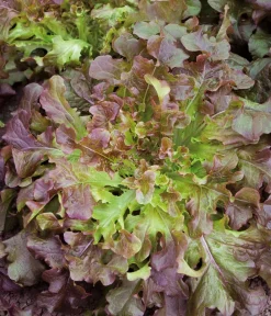 Dehner Kräutersamen - Saatband Pflücksalat 'Red Salad Bowl', L5 m