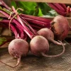 Dehner Gemüsesamen - Saatband Rote Bete 'Rote Kugel 2', L5 m
