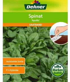 Dehner Gemüsesamen > Saatband Spinat 'Apollo', 5 m