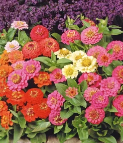 Dehner Saatband Zinnie 'Thumbelina', L5 m New