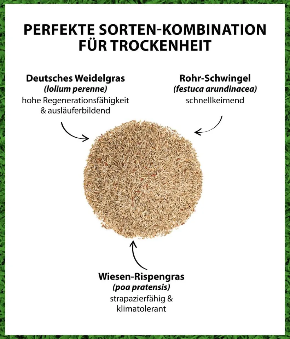 Dehner Saatgut Trockenrasen Best