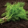 Dehner Kräutersamen > Saatscheiben Dill 'Gewöhnlicher', 3 Stück à Ø 8 cm