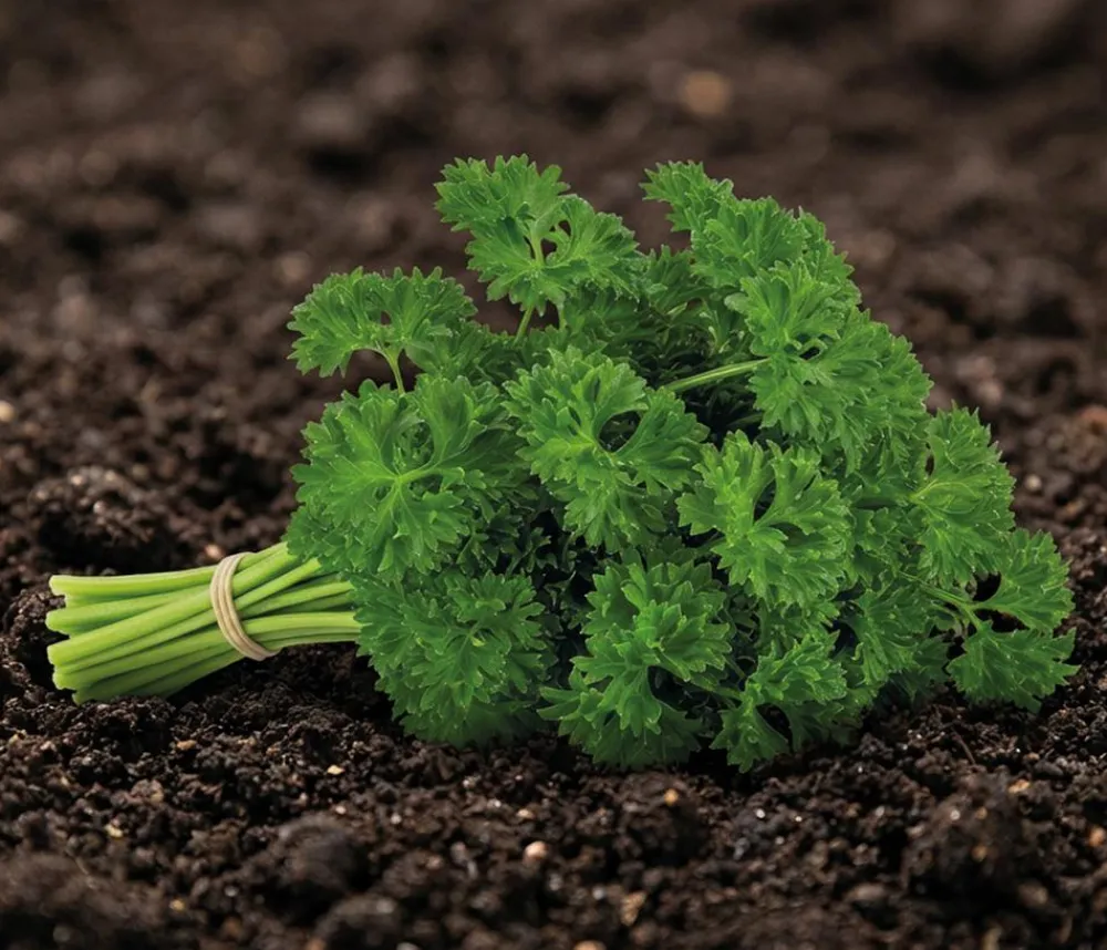 Dehner Kräutersamen > Saatscheiben Petersilie 'Frisé vert foncé (Typ Mooskrause 2)', 3 Stück à Ø 8 cm