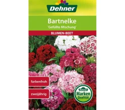 Dehner Blumensamen - Samen Bartnelke 'Gefüllte Prachtmischung' Bunt