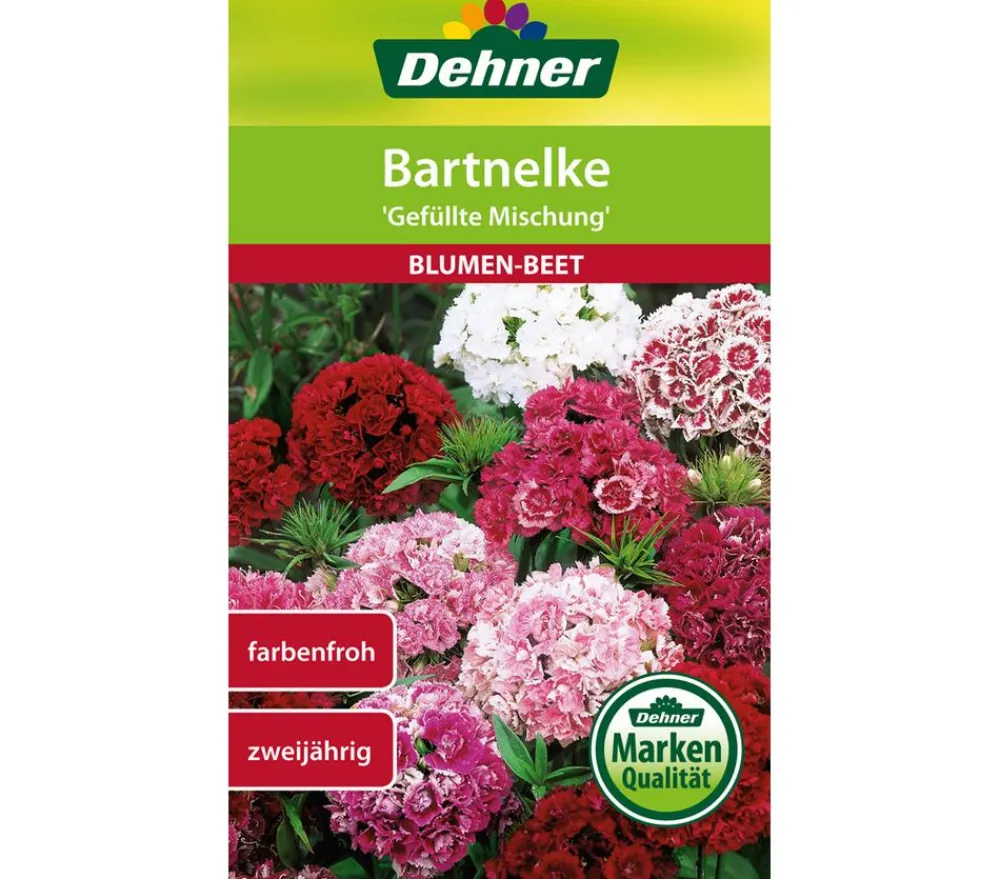 Dehner Blumensamen - Samen Bartnelke 'Gefüllte Prachtmischung' Bunt