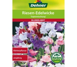 Dehner Blumensamen > Samen Riesen-Edelwicke 'Supermischung'