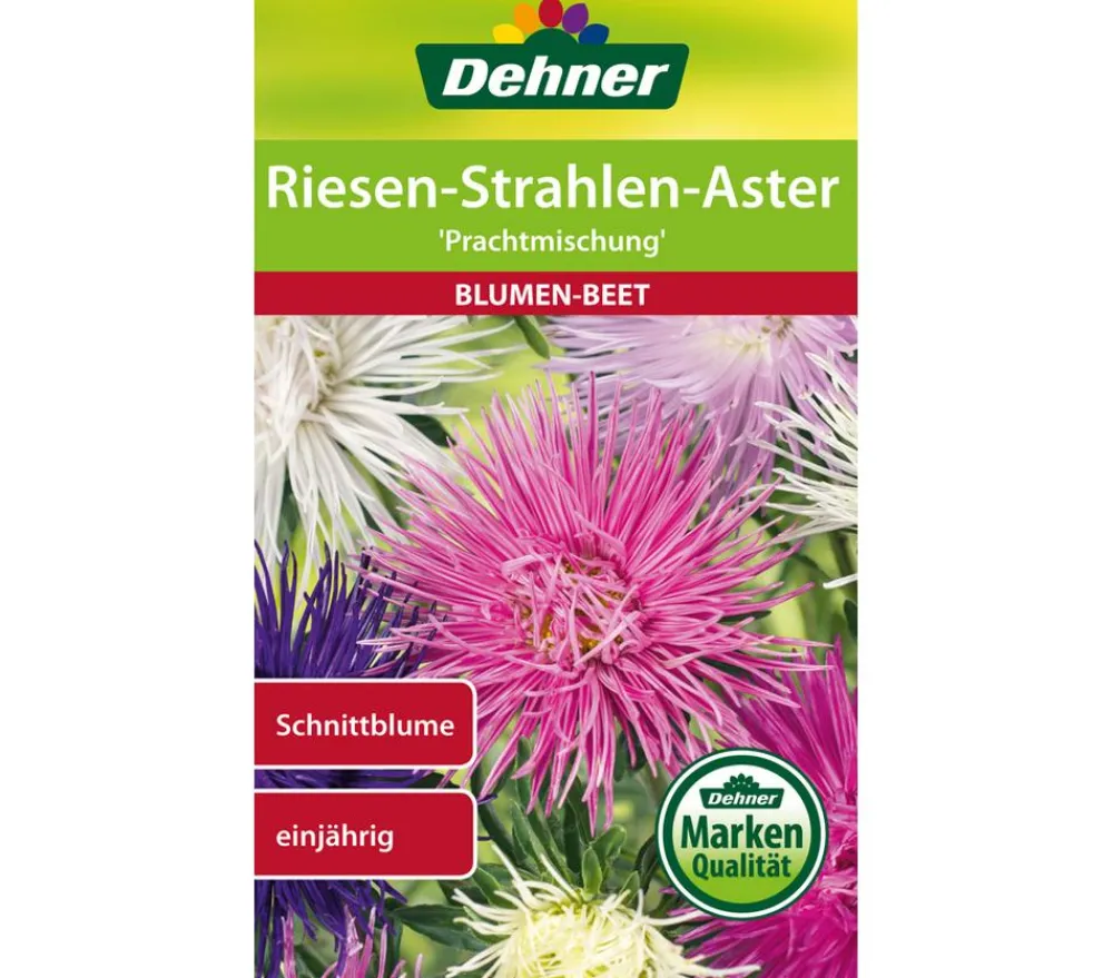 Dehner Blumensamen - Samen Riesen-Strahlen-Aster 'Prachtmischung' Bunt