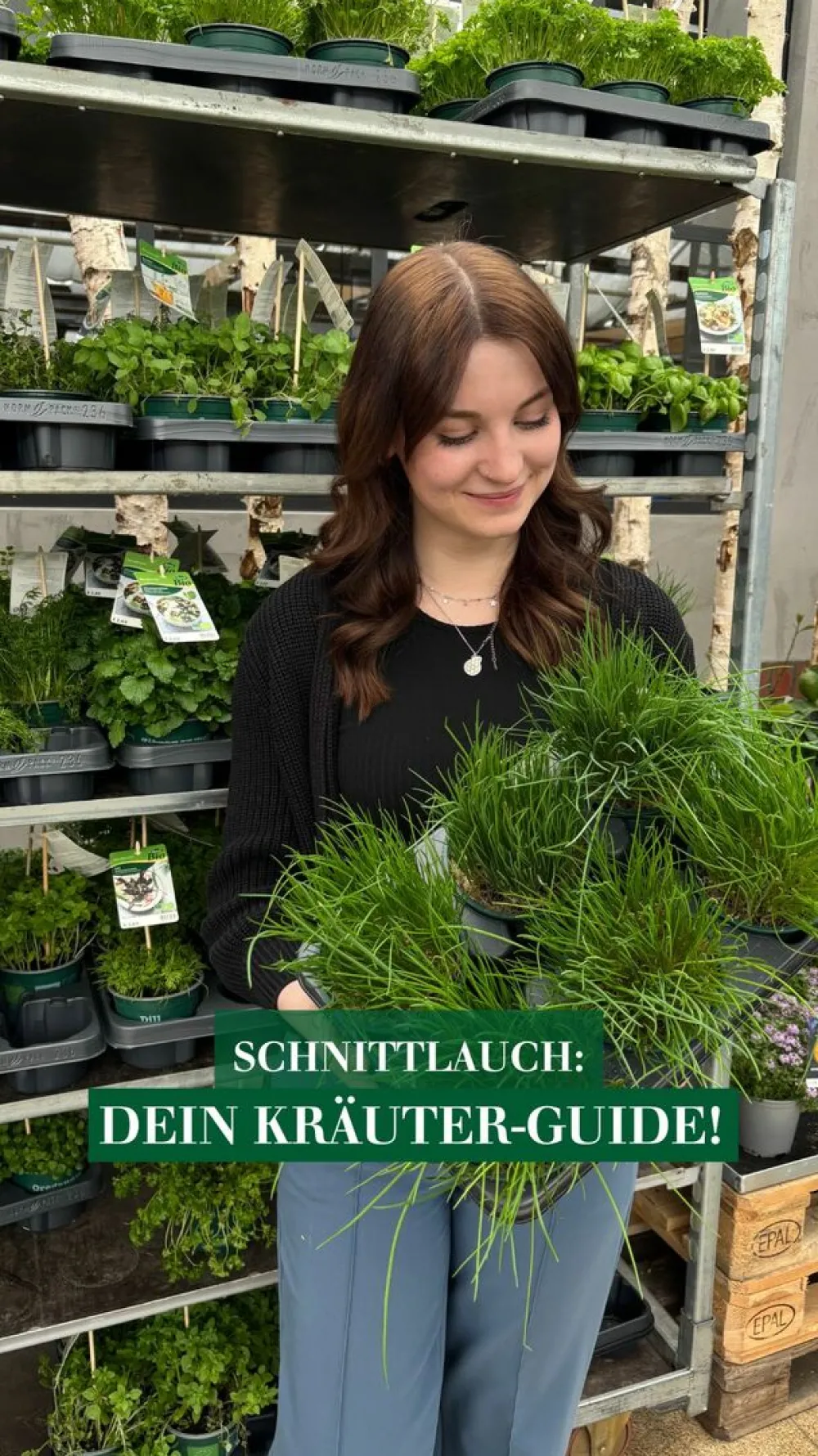Dehner Samen Schnittlauch 'Twiggy' Online