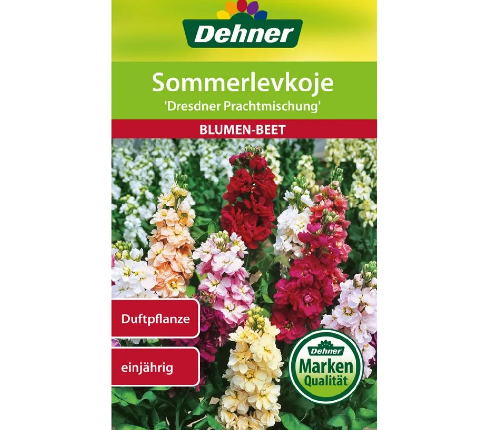 Dehner Blumensamen - Samen Sommerlevkoje 'Dresdner Prachtmischung' Bunt
