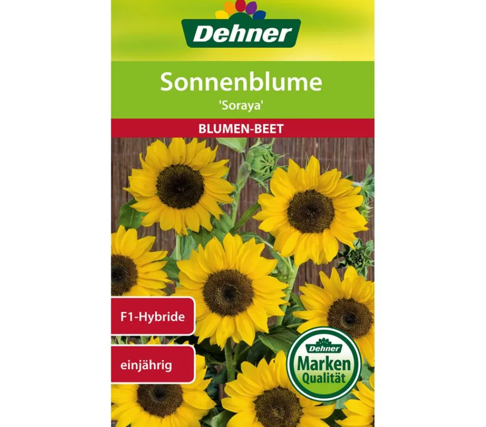 Dehner Blumensamen > Samen Sonnenblume 'Soraya'