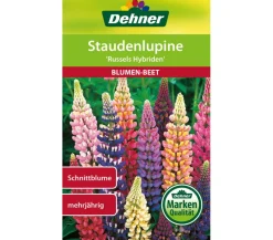 Dehner Samen Staudenlupine 'Russels Hybriden' Bunt Best