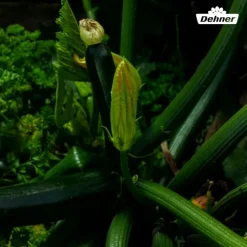 Dehner Samen Zucchini 'Leila' Hot