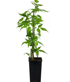 Dehner Himbeeren & Brombeeren|Beerensträucher - s Balkonhimbeere 'Balkonia' Rot