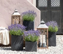 Dehner Lavendel|Gräser- & Stauden-Sets - s Bienen-, 4er-Set Lavendel