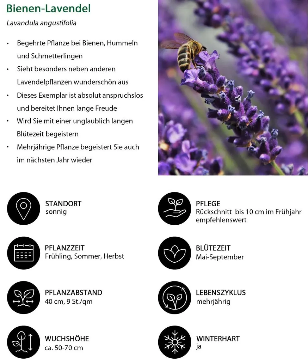 Dehner Lavendel|Gräser- & Stauden-Sets - s Bienen-, 4er-Set Lavendel