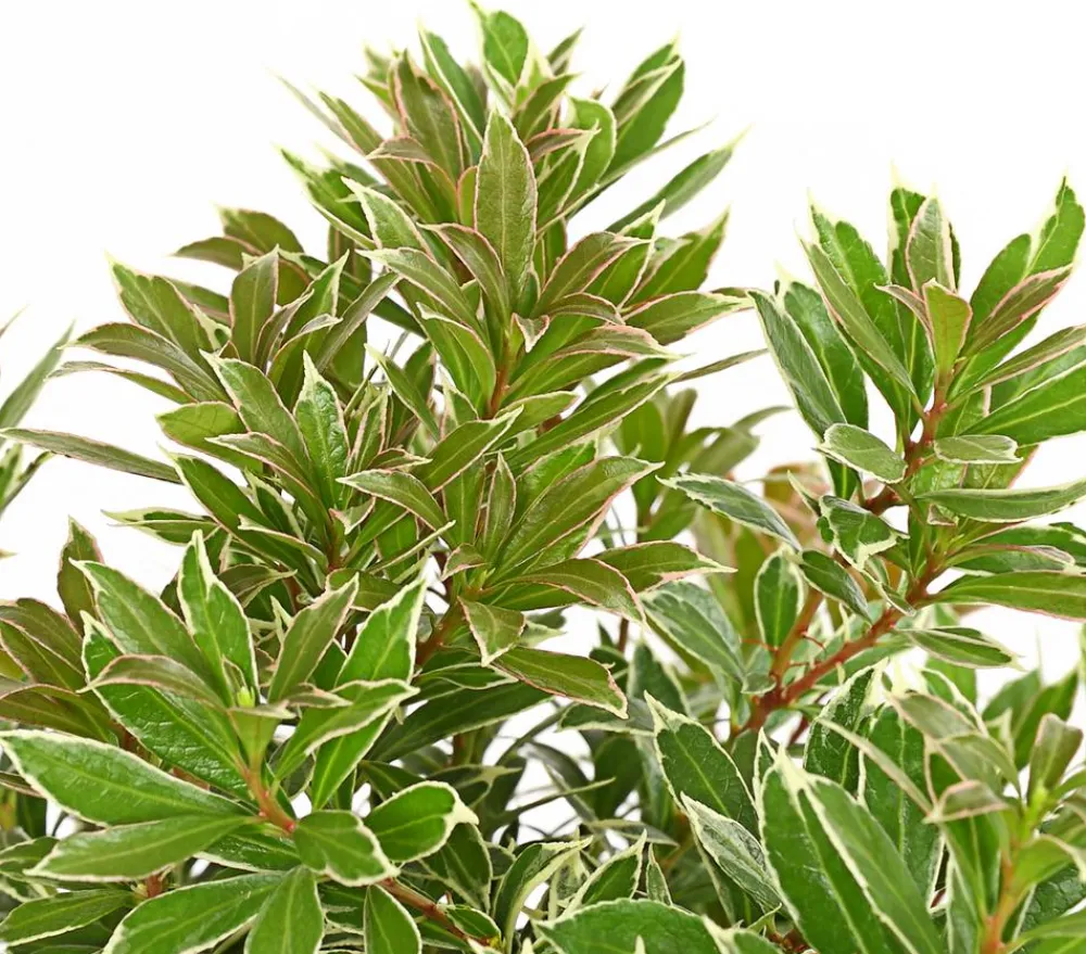 Dehner Schattenglöckchen, Japanische Lavendelheide 'Little Heath' Sale