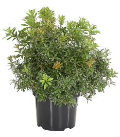 Dehner Schattenglöckchen, Japanische Lavendelheide 'Little Heath' Sale