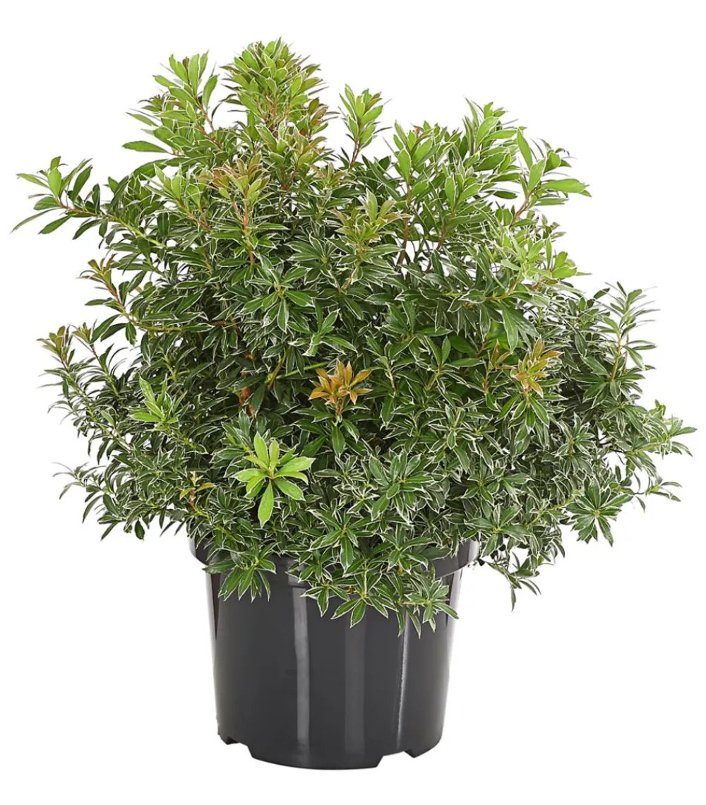 Dehner Schattenglöckchen, Japanische Lavendelheide 'Little Heath' Sale