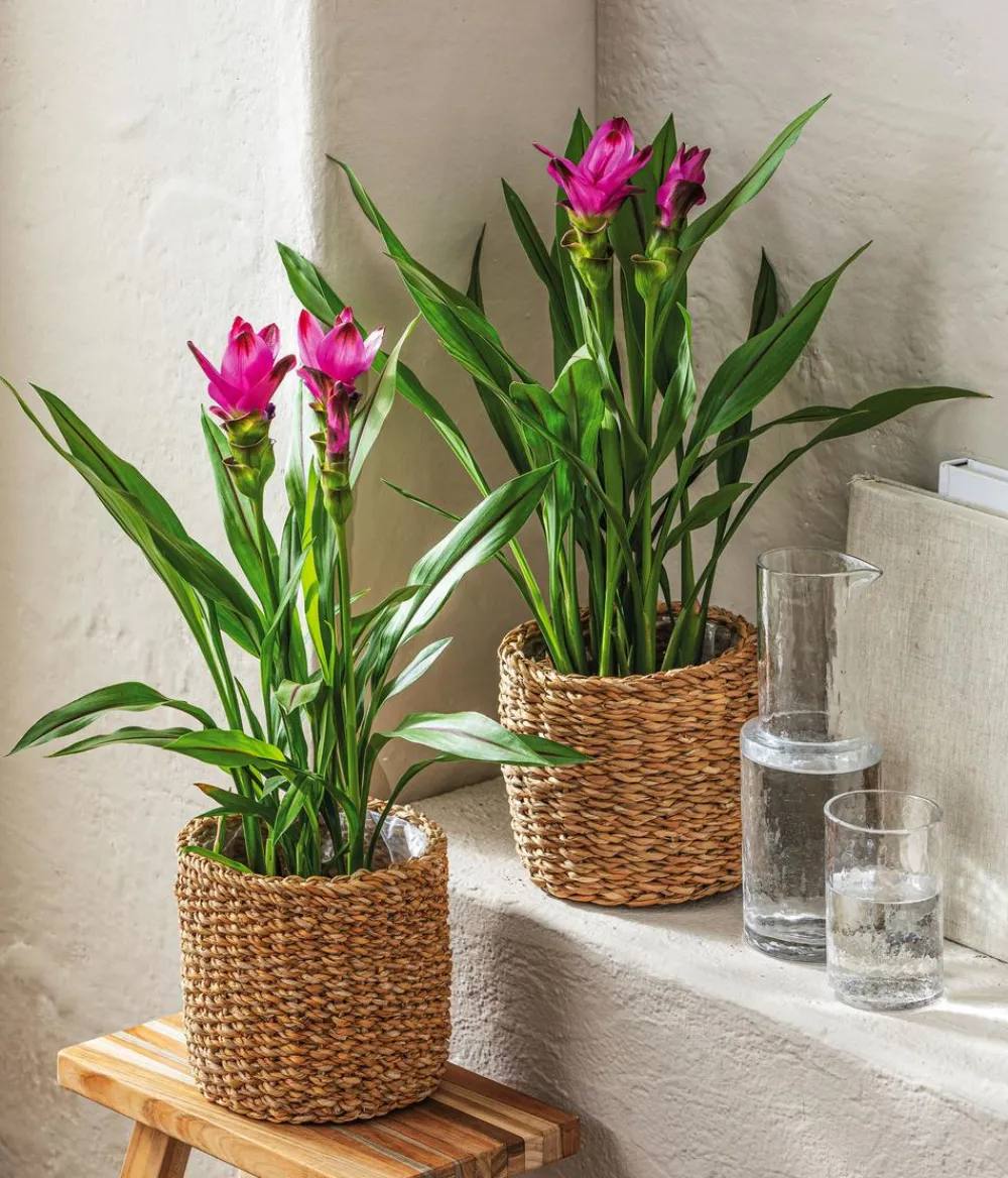 Dehner Seegras-Korb Sea, rund, braun Hellbraun Hot