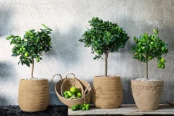Dehner -Topf Lyah, rund, antik- Terrakotta Discount